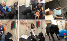 Therapy Dogs