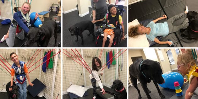 Therapy Dogs