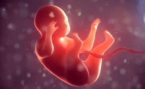 Umbilical Cord