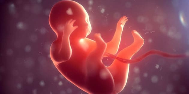 Umbilical Cord